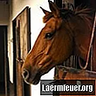 Hvad forårsager ødem i hesteskeder?