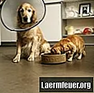 Immuungemedieerde hondenziekten