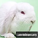 I conigli hanno più perdita di capelli quando vivono in casa?