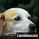 อาการท้องผูกของสุนัขและนมแมกนีเซียม