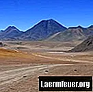 Az Atacama sivatagban élő állatok