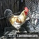 Hur man trimmar fjäder från kycklingvingar