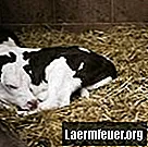 Tips om een ​​koe een weeskalf te laten adopteren