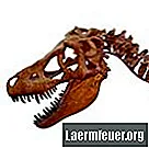 Dinozaury, które zjadały rośliny i mięso
